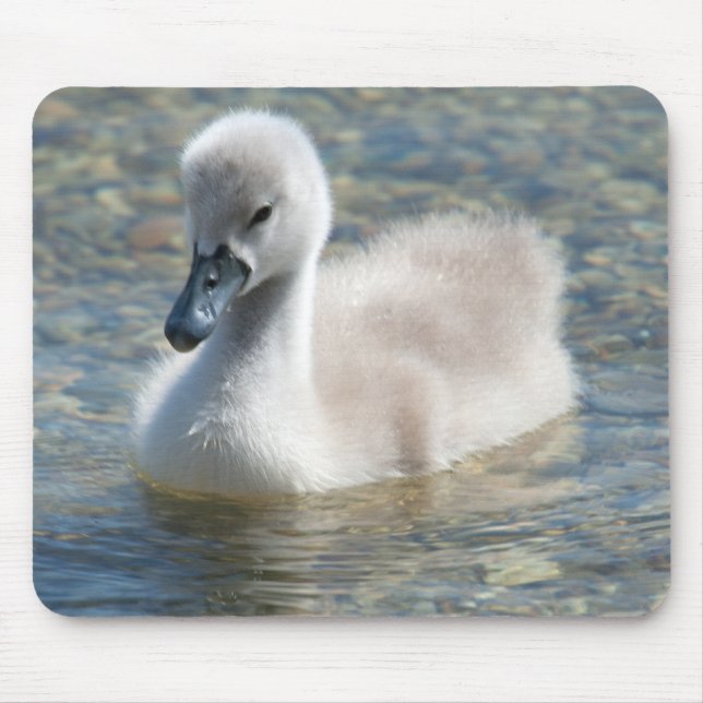 Mousepad Belo Duque de Cisne Mute (Frente)