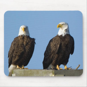 Mousepad Belo Pad de Mouse Eagles