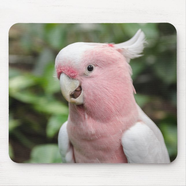 Mousepad Belo Pink Brilhante e Papagaio Branco (Frente)