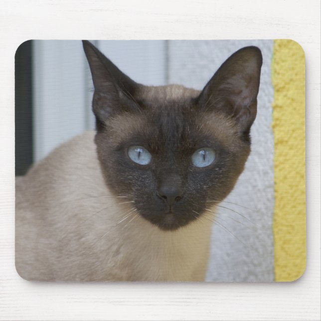 Mousepad Belo Ponto de Selo Gato Siamês (Frente)