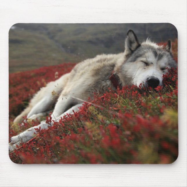 Mousepad Belo rato de Lobo Dormindo (Frente)