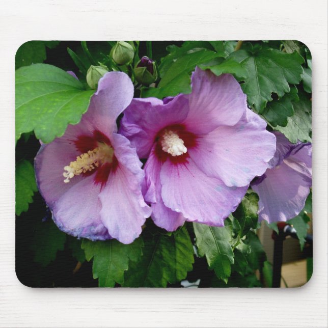 Mousepad Belo Rosa de Sharon (Frente)