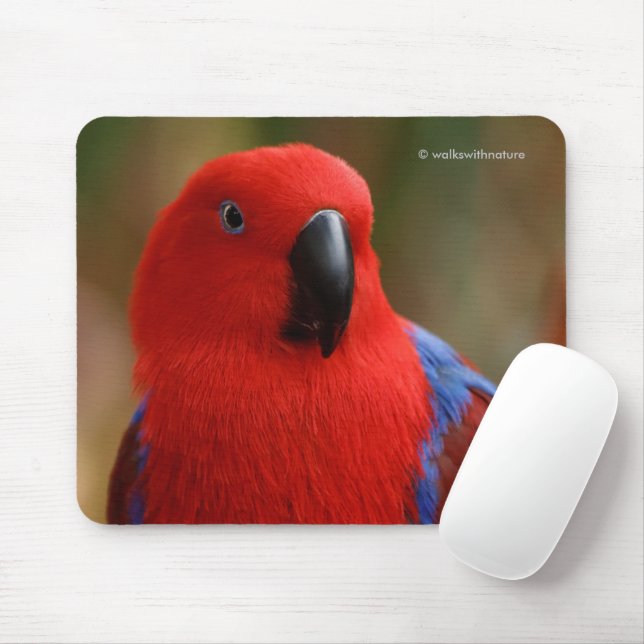 Mousepad Belo "Senhora em Vermelho" Eclectus Parrot (Com mouse)