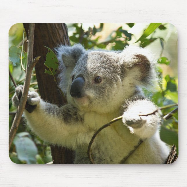 Mousepad Belo Urso Koala nas Árvores (Frente)