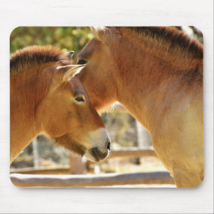 Mousepad Belos Cavalos