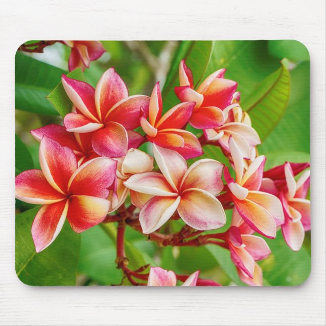 Mousepad Belos Flores de Plumeria (Frente)