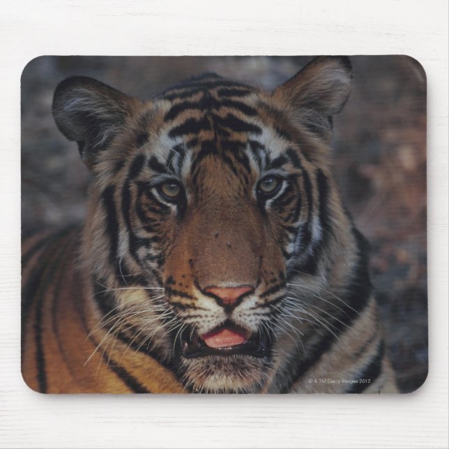Mousepad Bengal Tiger Cub (Frente)