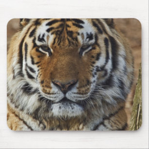 Mousepad Bengal Tiger, Panthera tigris, Zoo de Louisville,