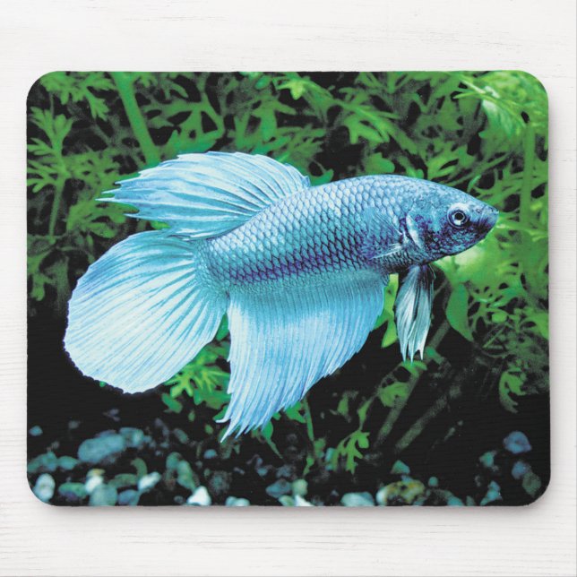 Mousepad betta,cobalt blue (Frente)