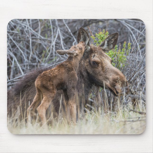 Mousepad Bezerro de Alce Recém-Nascido Cutucando sua Mãe (Frente)