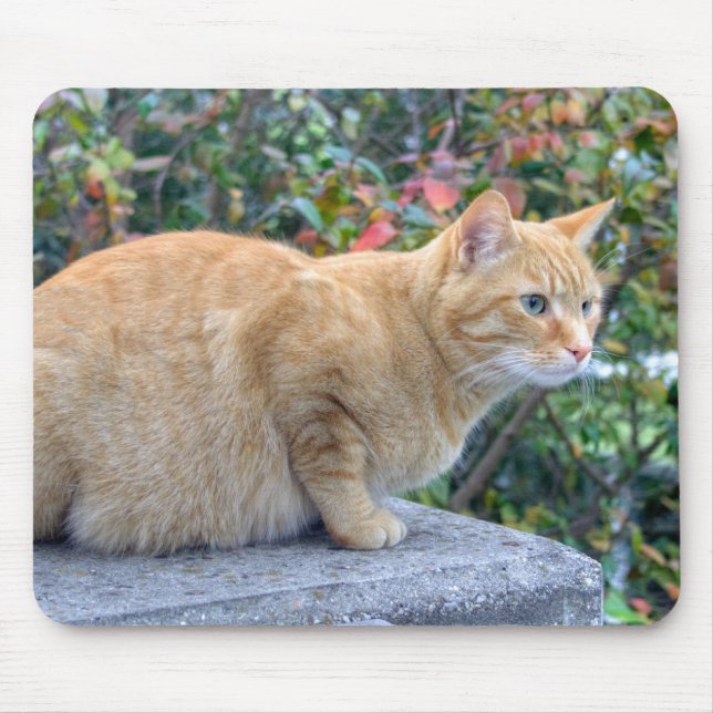 Mousepad Big Red Tabby (Frente)
