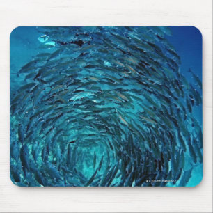 Mousepad Bigeye trevally (sexfasciatus do Caranx), nadando