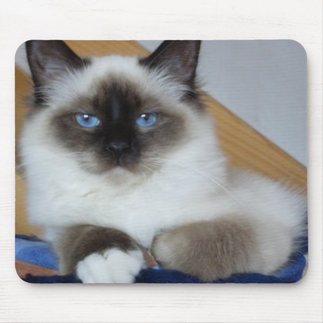 Mousepad birman 2.png (Frente)