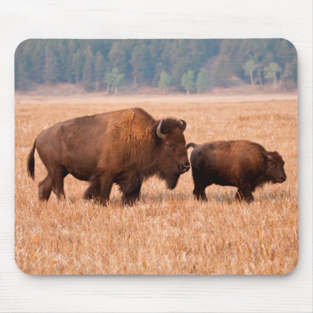 Mousepad Bisão Americano (Bison Bison) Vaca e Bezerro (Frente)