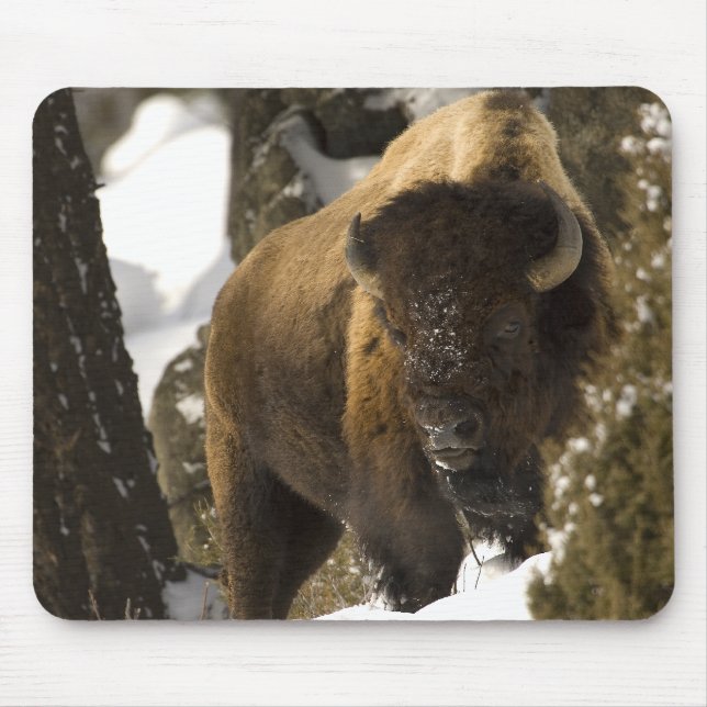 Mousepad Bisonte Bull de Yellowstone no inverno - (Frente)