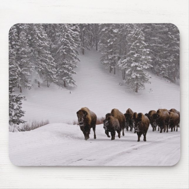 Mousepad Bisonte no inverno (Frente)