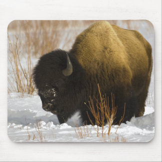 Mousepad Bisonte no parque nacional de Yellowstone do