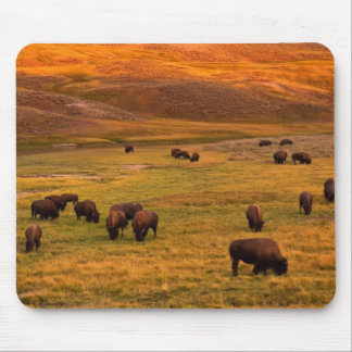 Mousepad Bisonte que pasta no monte no vale de Hayden
