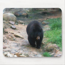 Black Bear Americano