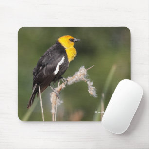 Mousepad Blackbird com cabeça amarela impressionante no pân