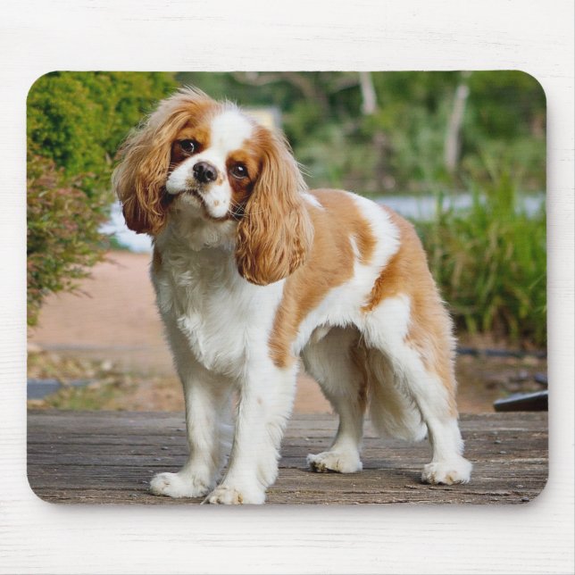 Mousepad Blenheim Cavalier King Charles Spaniel Puppy Dog (Frente)