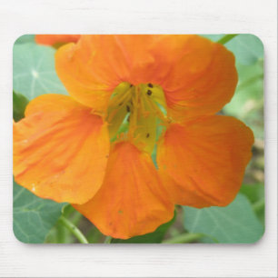 Mousepad Bloco de Mão Flor Laranja bonito Nasturtium