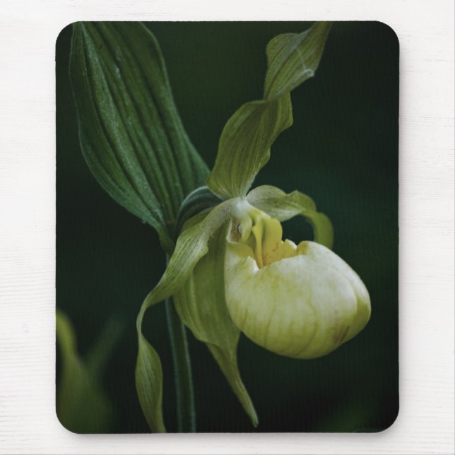 Mousepad Bloco de Mouse de Slipper Amarelo (Frente)