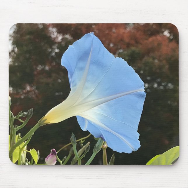 Mousepad Blue Autumn Morning Glory Close-up  (Frente)
