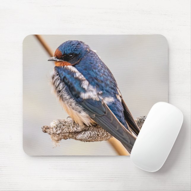 Mousepad Blue Bird, Barn Swallow, Fotografia canadense (Com mouse)