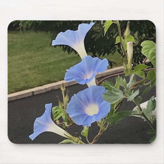 Mousepad Blue Cascade Morning Glory Close-up (Frente)