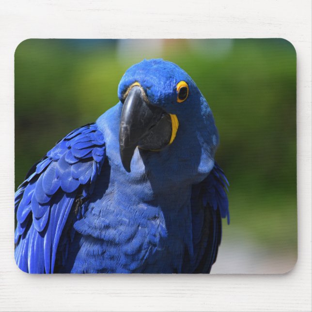 Mousepad Blue Hyacinth Macaw (Frente)
