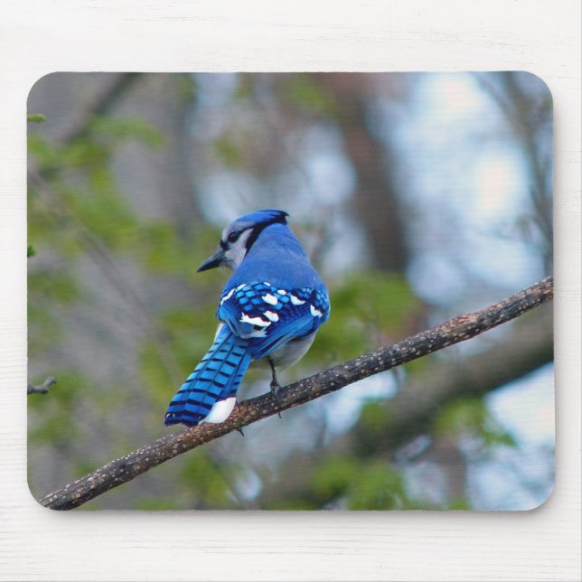 Mousepad Blue Jay (Frente)