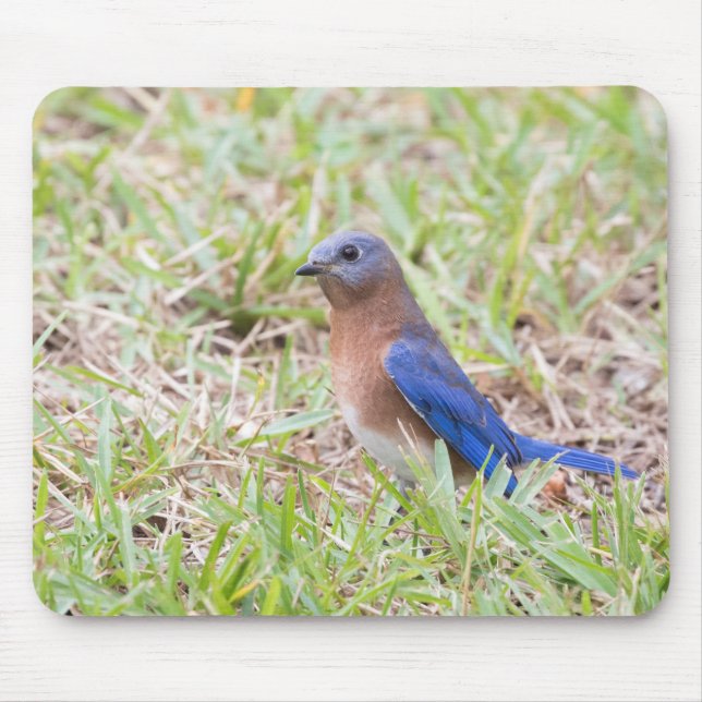 Mousepad Bluebird (Frente)