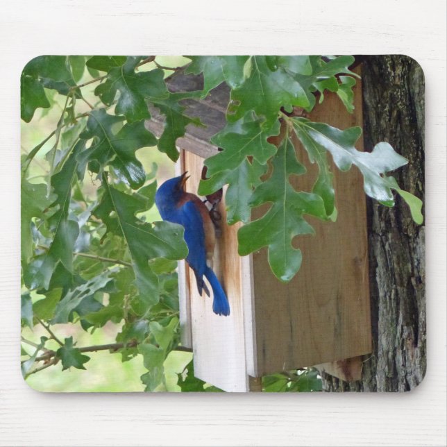 Mousepad Bluebird em casa (Frente)