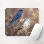 Mousepad Bluebird on a Milkweed Pod<br><div class="desc">A vibrant bluebird perched on a dried milkweed pod displays its bright plumage against a softly blurred background</div>