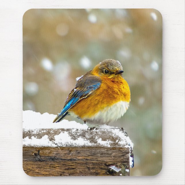 Mousepad Bluebird oriental na neve - Foto original (Frente)