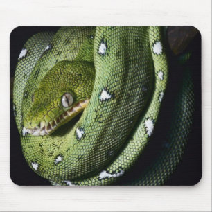 Mousepad Boa esmeralda do cobra verde da árvore em Bolívi