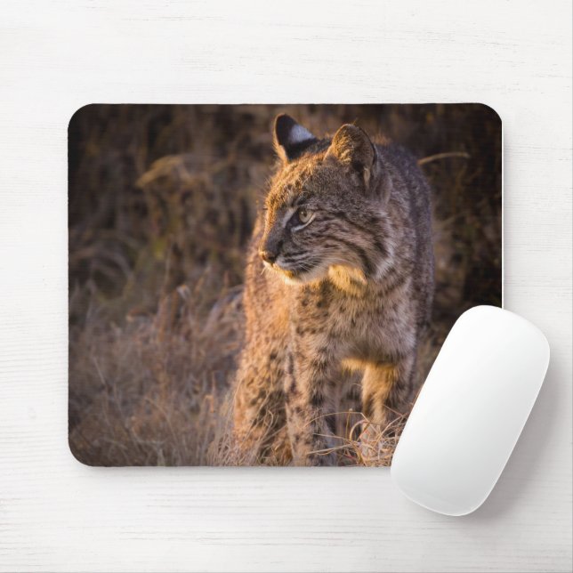 Mousepad Bobcat gostando do sapato da noite do sol (Com mouse)