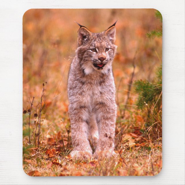 Mousepad Bobcat Hunting | Florestas do outono (Frente)