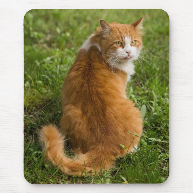 Mousepad Bobo Fluffy Orange Long Hired Tabby Cat (Frente)