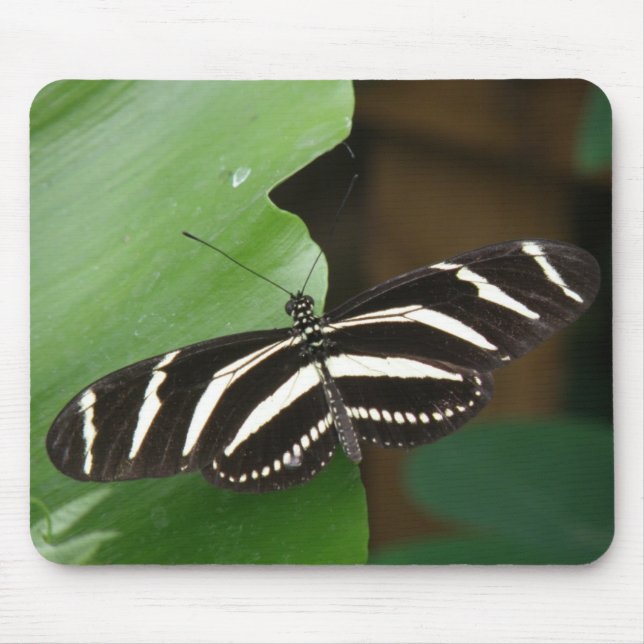 Mousepad Boca-Borboleta bonito Zebra Longwing (Frente)