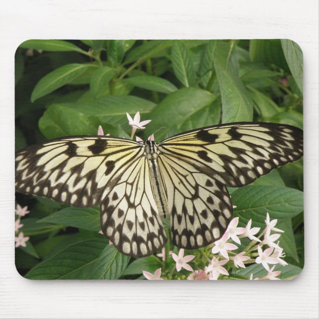 Mousepad Bocal de Borboleta de Papagaio (Frente)