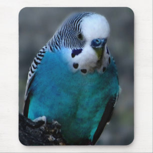 Mousepad bocal de periquito azul