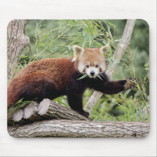 Mousepad Bocal.Panda vermelho fotográfico. Panda roux. anim