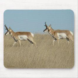 Mousepad Bode Antílope Pronghorn Machos
