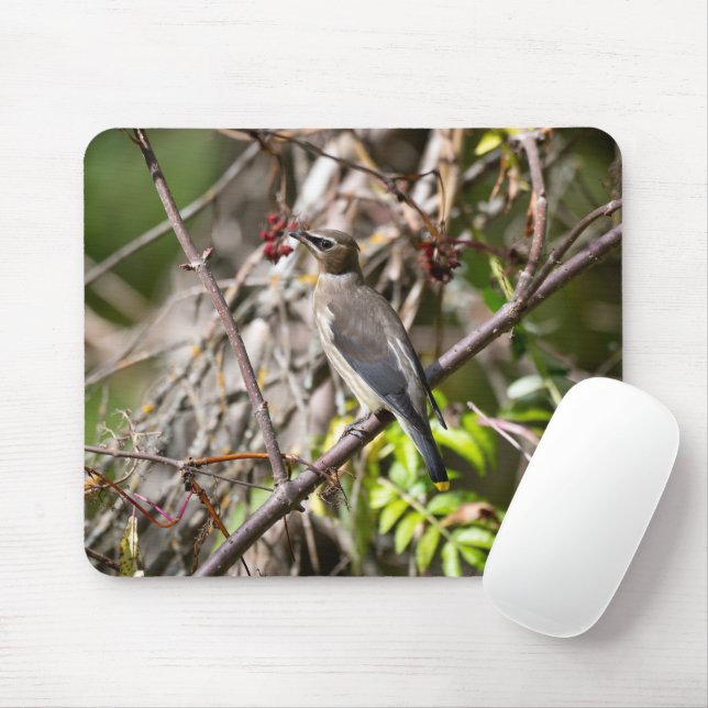 Mousepad Bohemian Waxwing, Canadense Avian Fotografia (Com mouse)