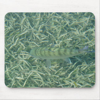 Mousepad Bonefish da pedra saliente
