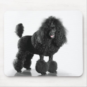 Mousepad Bonito, aparado, preto, corpo completo da caniche