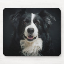Bonito Border Collie