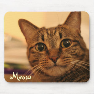 Mousepad bonito da cara do gato de gato malhado
